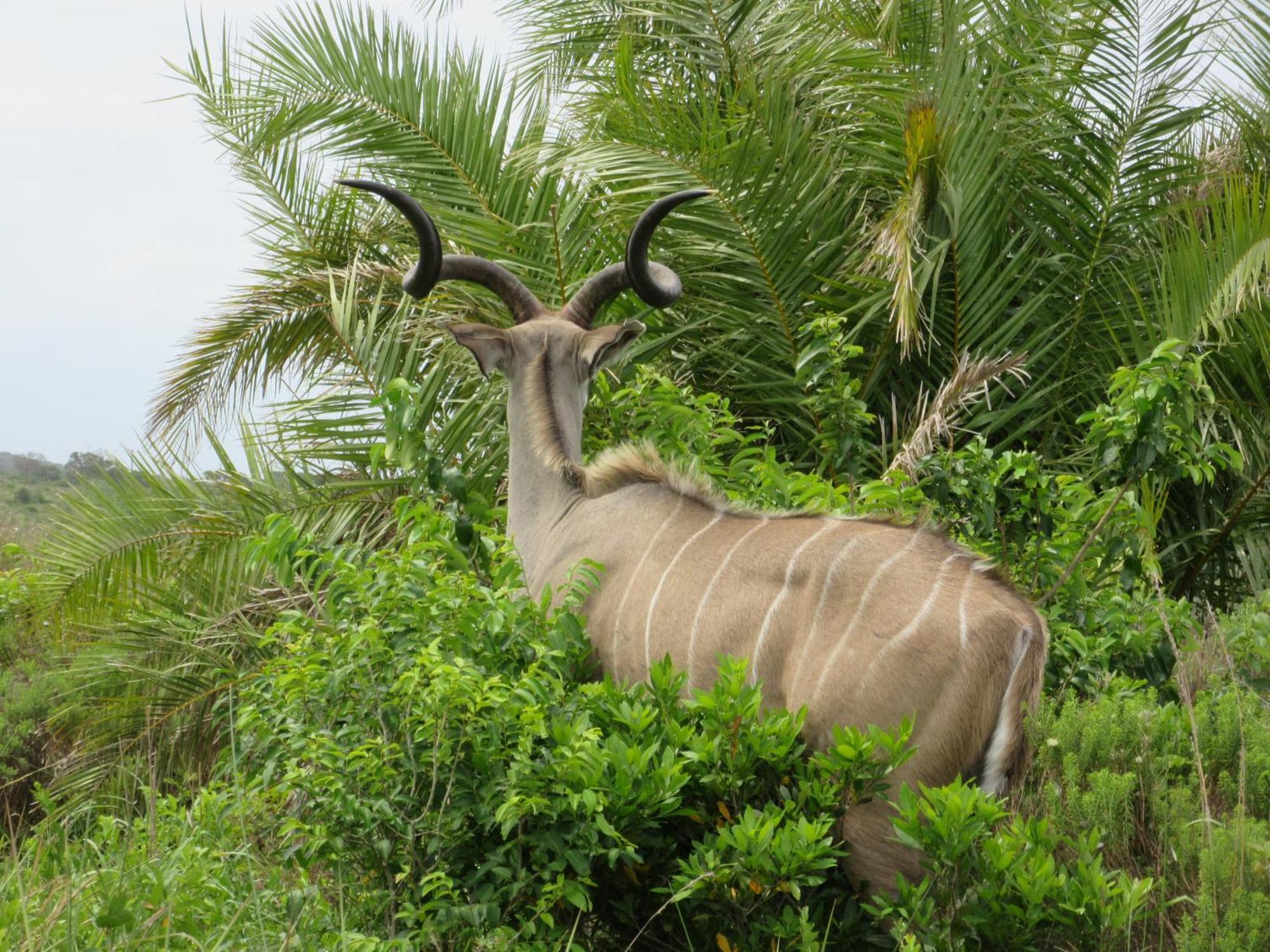 Manzini Chalet No 34 Saint Lucia Estuary Zewnętrze zdjęcie